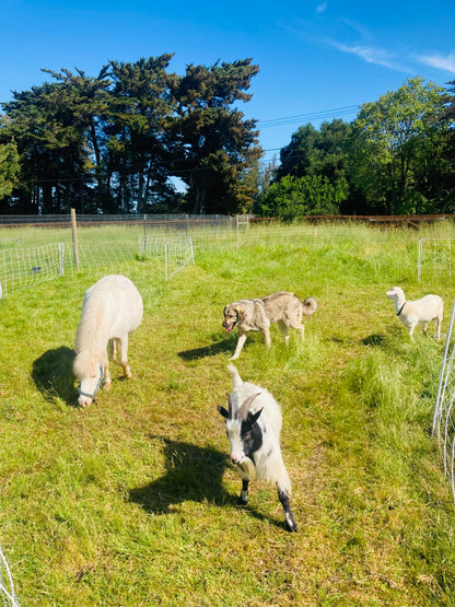 Working with Wool - Fern Homestead Farm Tour | May 3 & 4, 2025