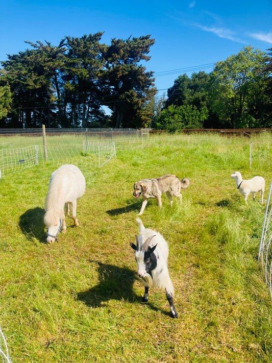 Working with Wool - Fern Homestead Farm Tour | May 3 & 4, 2025