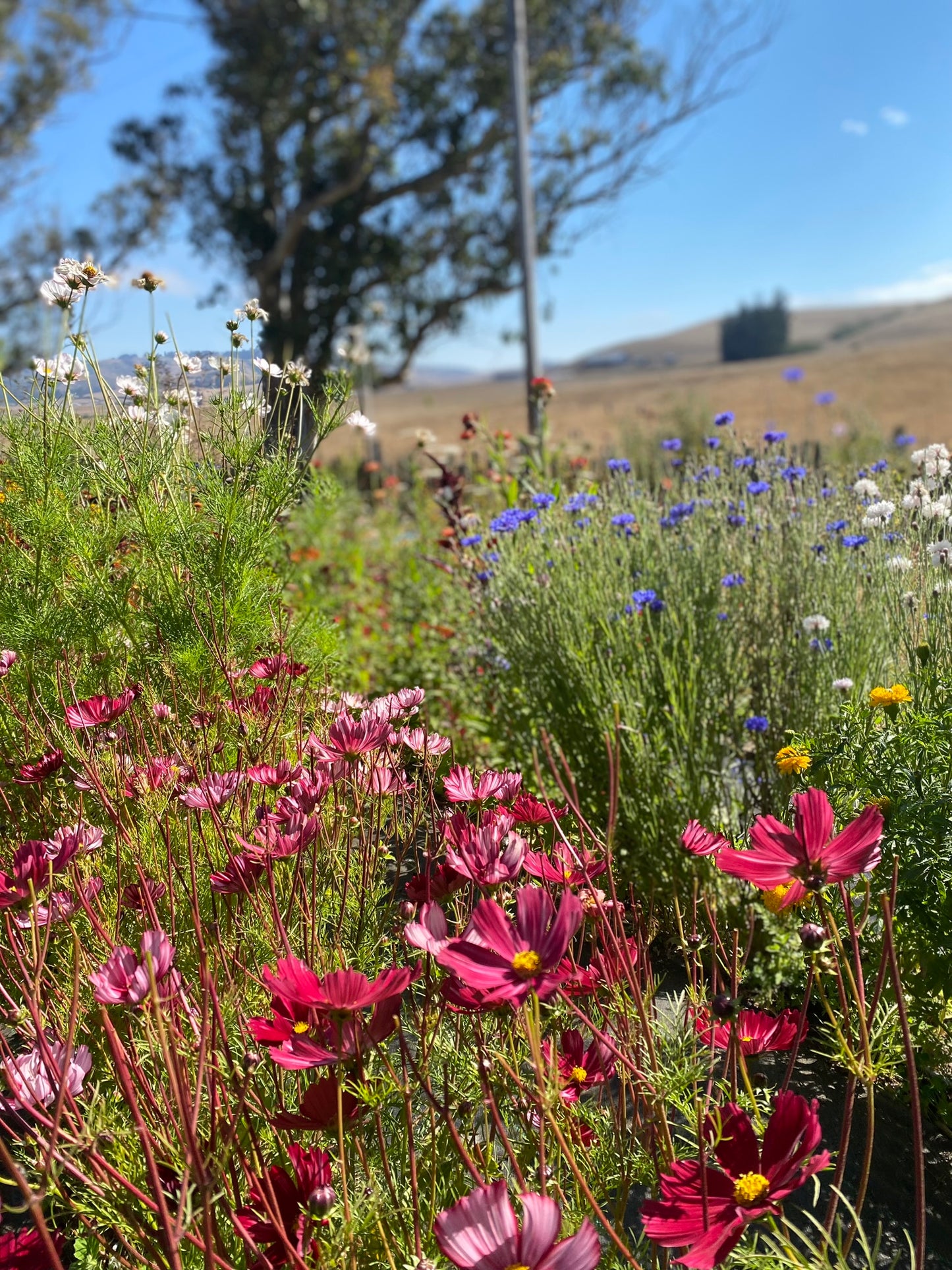 Field Trip! Bundle Dyeing at Handsfull Farm | September 6, 2025