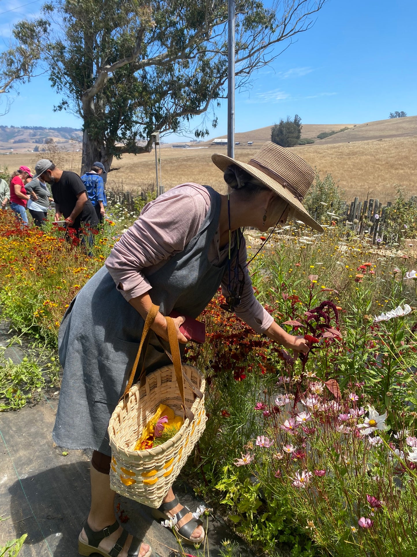 Field Trip! Bundle Dyeing at Handsfull Farm | September 6, 2025