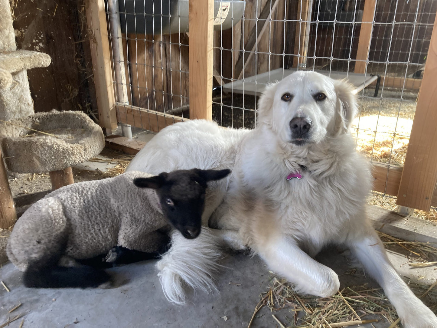 Working with Wool - Fern Homestead Farm Tour | May 3 & 4, 2025